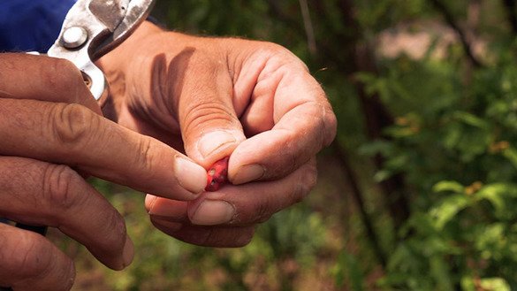 Влияние засухи на сельскохозяйственную продукцию в Таджикистане. [Кристина Штульбергер / Zoï Environment Network].