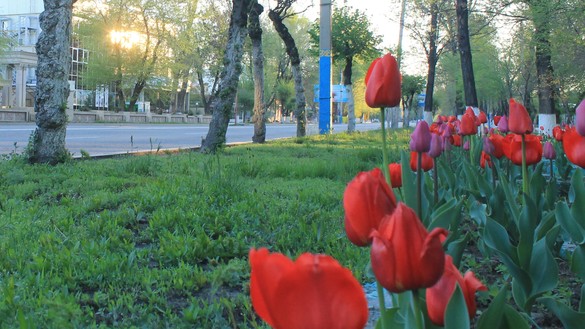 Работники коммунальных служб продолжают ухаживать за насаждениями. Тараз, 18 апреля. [Айдар Ашимов]